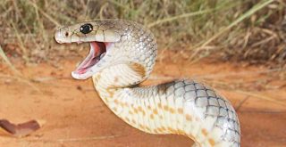 Absafe News - Beware of snakes this summer